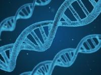 Томские генетики научились предупреждать наследственные заболевания